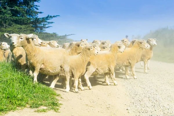 Attraverso la polvere e la foschia preso a calci un agricoltore con cani da pastore muove un — Foto Stock