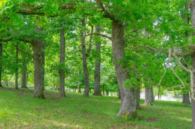 Grove parlak yeşil meşe ağaçları
