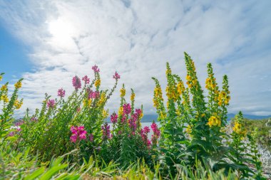 Bulutlu gökyüzü altında ülke kır çiçekleri 