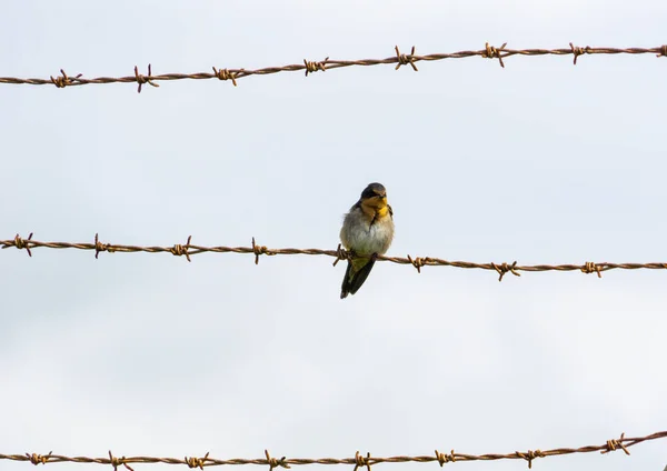 Contrast between harsh rusty barbed wire and fragile welcome swa