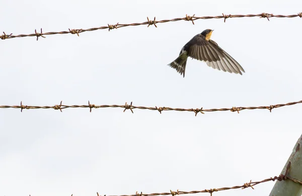 Contrast between harsh rusty barbed wire and fragile welcome swa