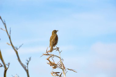 Ölü keten çiçek üzerinde oturan ardıç kuşu