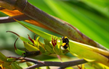 Yeni Zelanda keten çiçek yakın çekim arıya