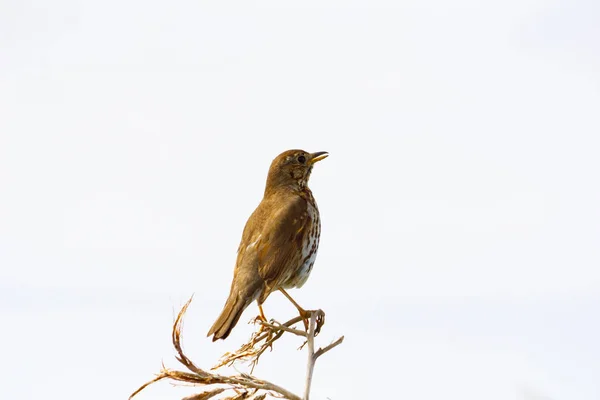 Thrush stând pe floarea de in moartă — Fotografie, imagine de stoc