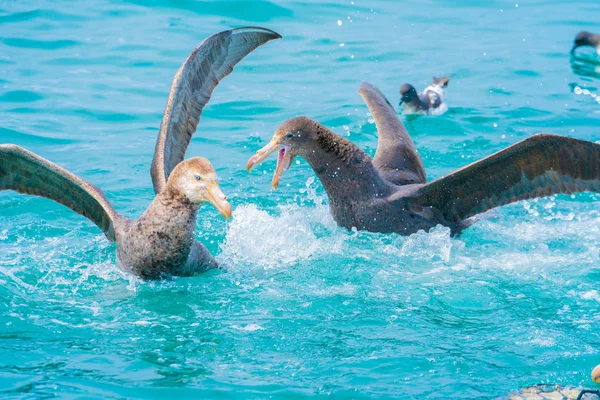 Aves marinas costeras de Nueva Zelanda — Foto de Stock