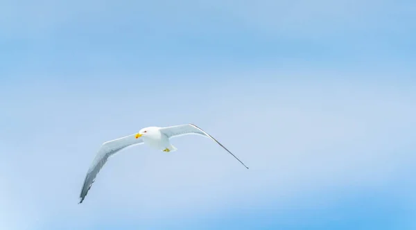 Blackback gull flying against blue sky — Stock Photo, Image