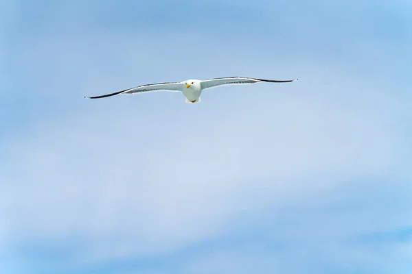 Blackback gull flying against blue sky — Stock Photo, Image