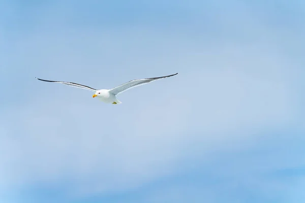 Blackback gull flying against blue sky — Stock Photo, Image
