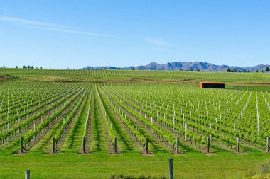 Marlborough üzüm bağları