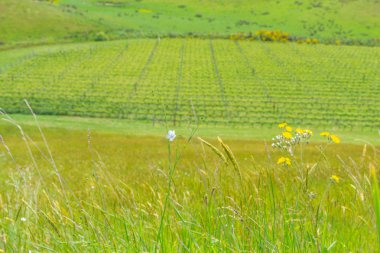 Üzüm asmaları mesaj ve kafes.