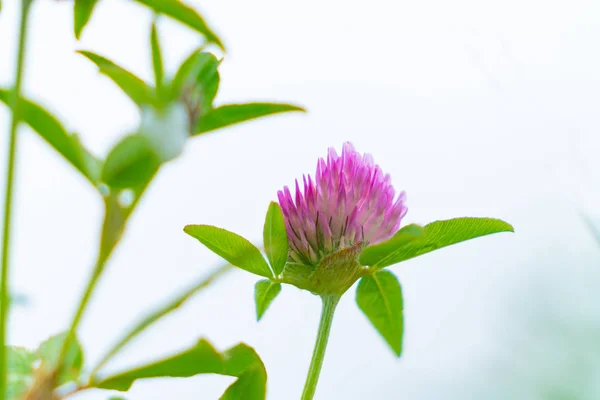 Pink clover flower closeup with green leaves — Stock Photo, Image