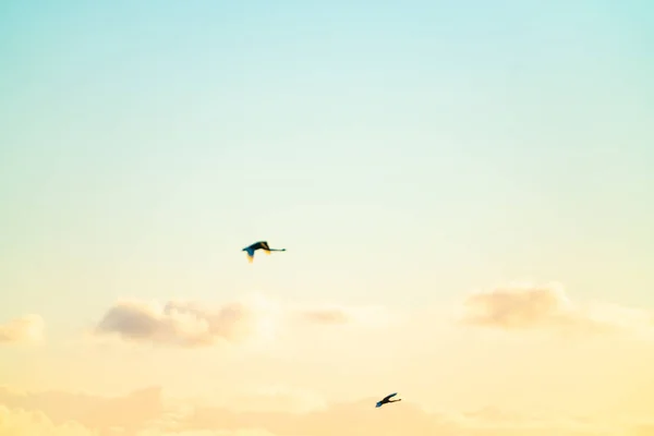 Sky, två kungliga spoonbills i rörelse oskärpa flyga förflutna i avstånd — Stockfoto