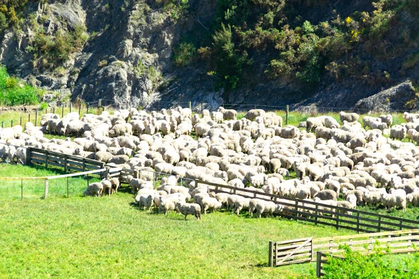 Manada de ovejas en la celebración de la pluma cerca de la carretera — Foto de Stock