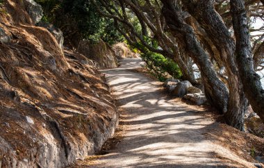 Pohutukawa ağaçlar ve gölge desenleri Mount Maunganui eğilerek 