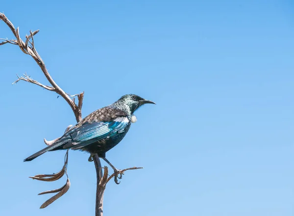 Pájaro tui de Nueva Zelanda — Foto de Stock