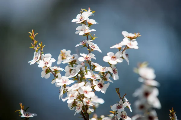 Blommande växt i Myrtle familjen Nya Zeeland Manuka — Stockfoto