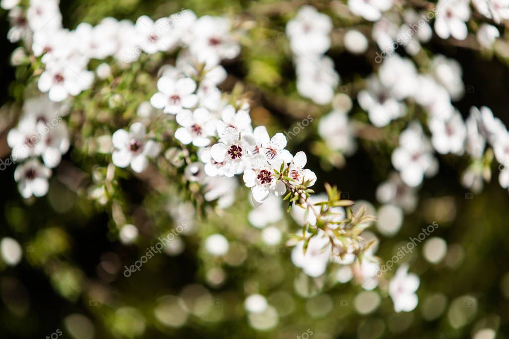 flowering plant in the myrtle family  New Zealand manuka