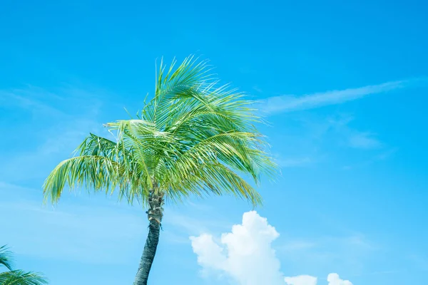 Imagen de color retro palmera tropical —  Fotos de Stock