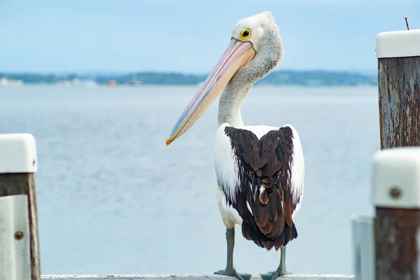 Pelikan australijski w pobliżu wody — Darmowe zdjęcie stockowe
