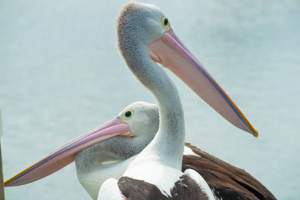 Pelicano australiano perto de água — Fotografia de Stock