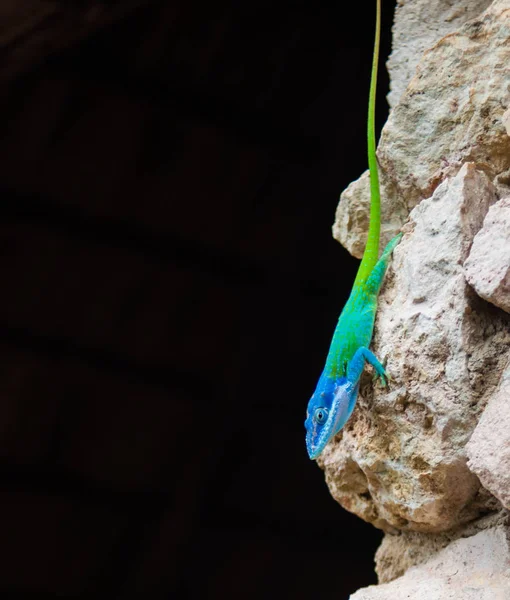 Lagarto de anole de cabeça azul — Fotografia de Stock