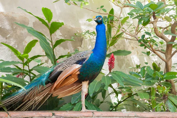 Pavo real en el jardín de pie mirando distante —  Fotos de Stock