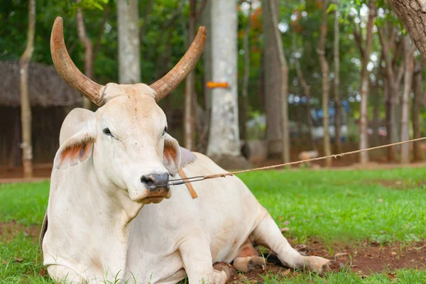 牛在地面上休息, 被鼻环和绳子限制在树上. — 图库照片