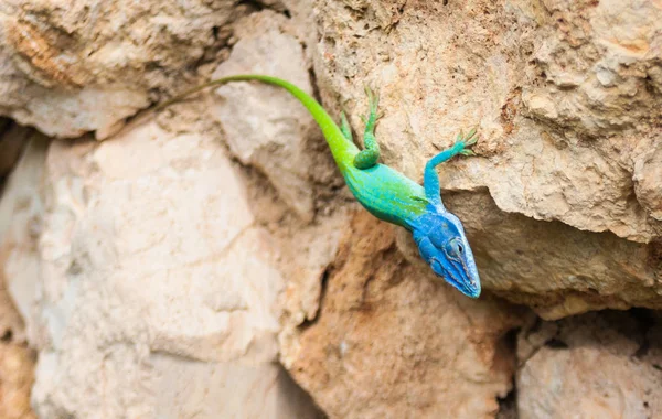 Kadal anole berkepala biru — Foto Stok Gratis