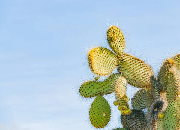 Cactus de pera espinosa —  Fotos de Stock