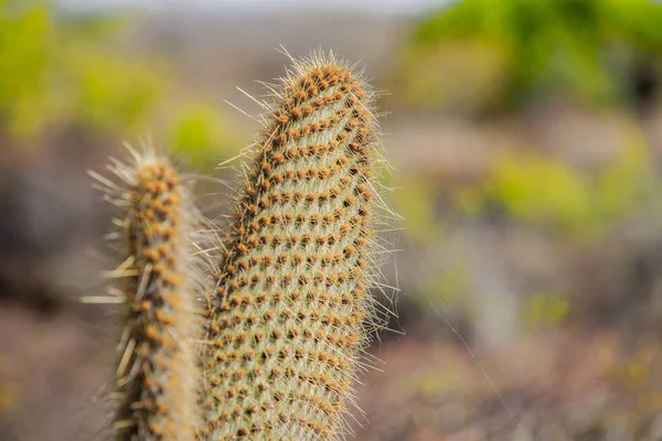 Fügekő kaktusz bokeh háttérben — Stock Fotó