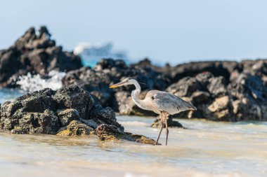 Dev Mavi ot wading odaklanın