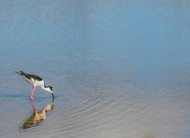 Pied stilt yem ve havuzda yem
