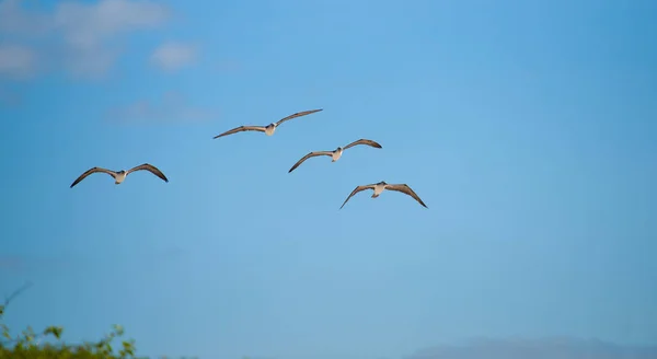 Blue footed Booby flygande overhead — Stockfoto