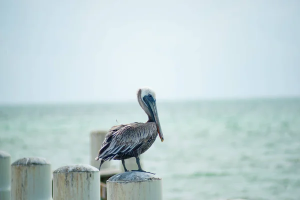 Pelican på Pier post — Gratis stockfoto