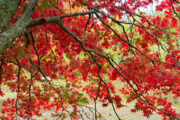 Kirkkaan punaiset syksyn lehdet vaahtera puu — kuvapankkivalokuva