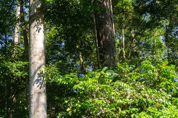 Тропические джунгли в утреннем свете и тумане — стоковое фото