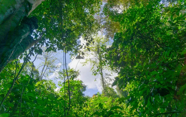 아침 빛과 안개에 열대 정글 — 스톡 사진