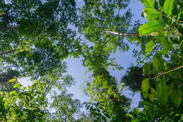 Paisaje de bosque lluvioso con destellos de lente mientras el sol se abre paso entre — Foto de Stock