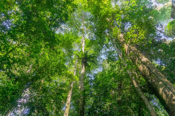 V deštných lesích se slunce rozbije mezi bujnou zelení. — Stock fotografie