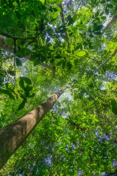 Paisaje de bosque lluvioso con destellos de lente mientras el sol se abre paso entre — Foto de Stock