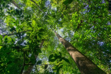 TI üzerinden güneş tatili olarak lensflare ile Rainforest manzara