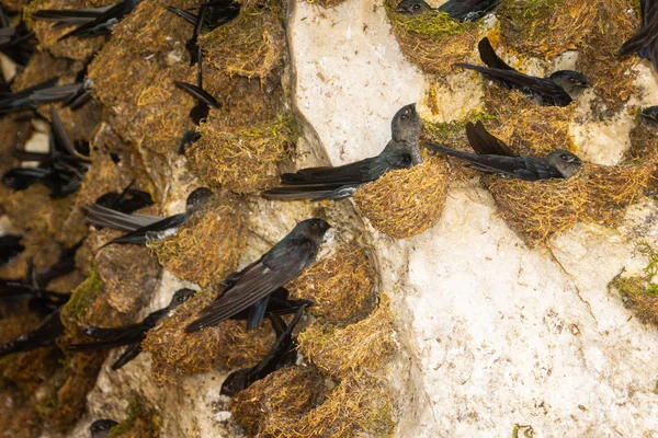 Pacific înghiți colonie cuibărit — Fotografie, imagine de stoc