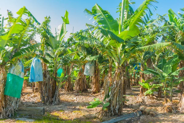 stock image Banana plantation in Australia