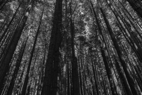 Floresta do Redwood de Whakarewarewa — Fotografia de Stock