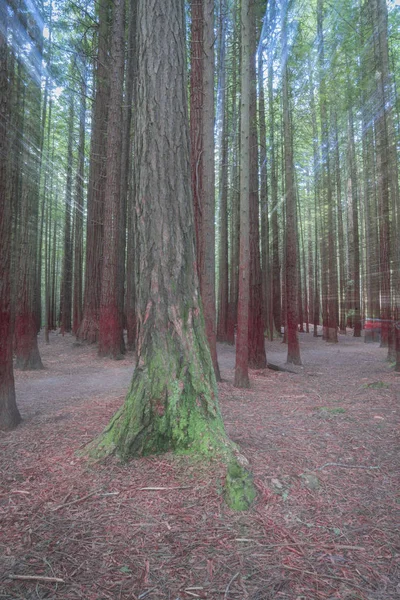 Abstrakcja Las Whakarewarewa Redwood Forest — Zdjęcie stockowe