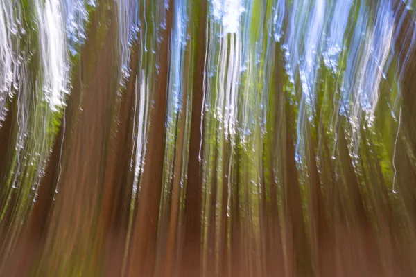 Abstrakt bild av höga träd Whakarewarewa Redwood Forest — Stockfoto
