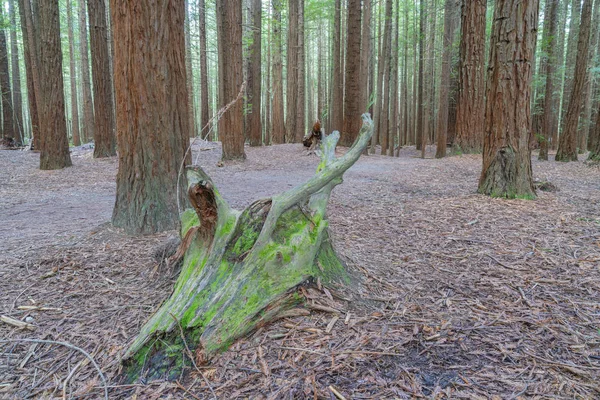 Vecchio tronco coperto di muschio in decomposizione sul pavimento della foresta di Whakarewarewa Re — Foto Stock