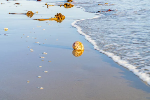 Grand coquillage sur sable avec plage et fond marin — Photo