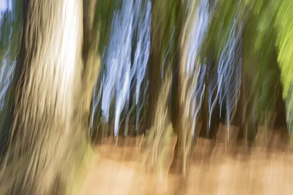 Abstrakt Natur Bakgrund Skogen Höga Träd Och Spöklik Effekt — Stockfoto