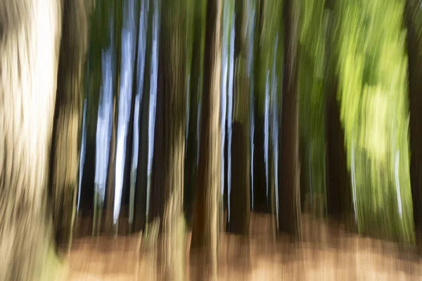 Astratto Sfondo Della Natura Nella Foresta Alberi Alti Effetto Spettrale — Foto Stock